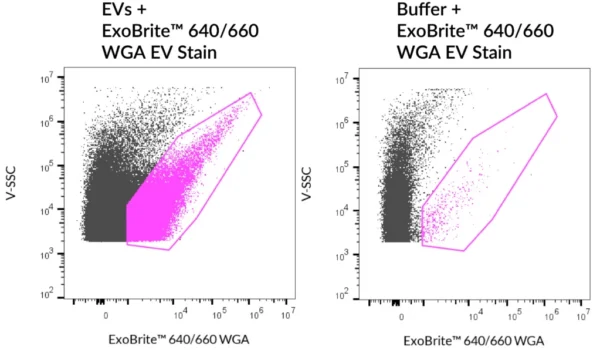 ExoBrite™ WGA EV Staining Kits - Image 7