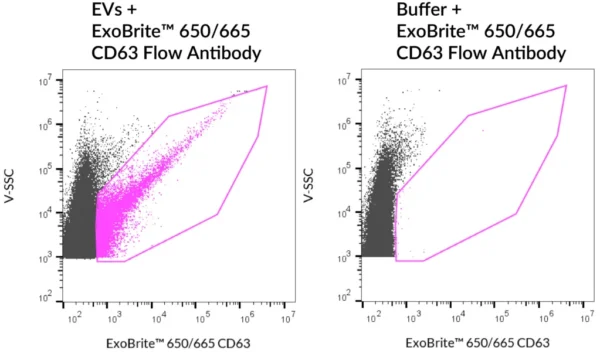 SEC-purified MCF-7-derived EVs were stained with ExoBrite™ 650/665 CD63 Flow Antibody (left). Specific staining was seen, compared with the same antibody in buffer (right). Exosomes were detected on a CytoFLEX LX flow cytometer in the R660 (APC) channel.