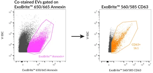 SEC-purified HeLa-derived EVs were stained first with ExoBrite™ 560/585 CD63 in 100 uL, followed by 1X ExoBrite™ 650/665 Annexin EV Stain. EVs were detected on a CytoFLEX LX flow cytometer in the PE and APC channels. When we gated on ExoBrite™ 650/665 Annexin-positive particles, ~16% were also positive for CD63.