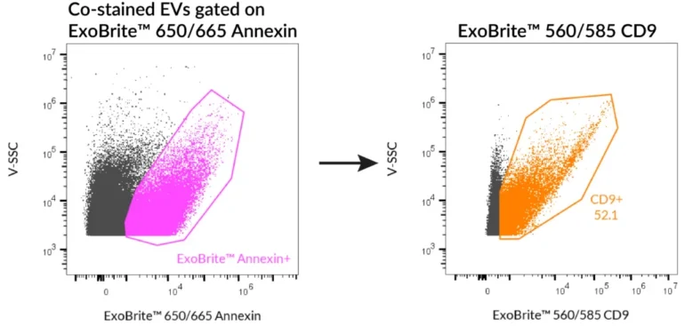 SEC-purified HeLa-derived EVs were stained first with ExoBrite™ 560/585 CD9 in 100 uL, followed by 1X ExoBrite™ 650/665 Annexin EV Stain. EVs were detected on a CytoFLEX LX flow cytometer in the PE and APC channels. When we gated on ExoBrite™ 650/665 Annexin-positive particles, ~50% were also positive for CD9.
