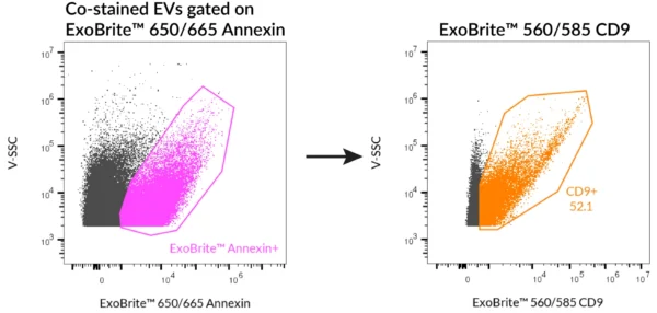 SEC-purified HeLa-derived EVs were stained first with ExoBrite™ 560/585 CD9 in 100 uL, followed by 1X ExoBrite™ 650/665 Annexin EV Stain. EVs were detected on a CytoFLEX LX flow cytometer in the PE and APC channels. When we gated on ExoBrite™ 650/665 Annexin-positive particles, ~50% were also positive for CD9.
