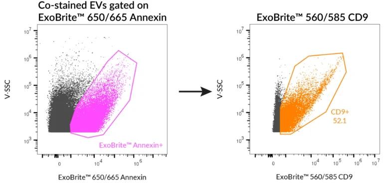 SEC-purified HeLa-derived EVs were stained first with ExoBrite™ 560/585 CD9 in 100 uL, followed by 1X ExoBrite™ 650/665 Annexin EV Stain. EVs were detected on a CytoFLEX LX flow cytometer in the PE and APC channels. When we gated on ExoBrite™ 650/665 Annexin-positive particles, ~50% were also positive for CD9.