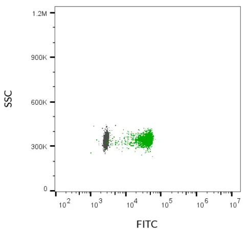 EVs were isolated from MCF-7 cell supernatant with CD9 affinity beads. The bead-bound EVs were stained with ExoBrite™ CD63 490/515 Flow Antibody (green) or ExoBrite™ 490/515 IgG1 Isotype Control Flow Antibody (gray), then analyzed by flow cytometry in the FITC channel.