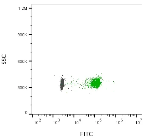 EVs were isolated from MCF-7 cell supernatant with CD9 affinity beads. The bead-bound EVs were stained with ExoBrite™ CD9 490/515 Flow Antibody (green) or ExoBrite™ 490/515 IgG1 Isotype Control Flow Antibody (gray), then analyzed by flow cytometry in the FITC channel.