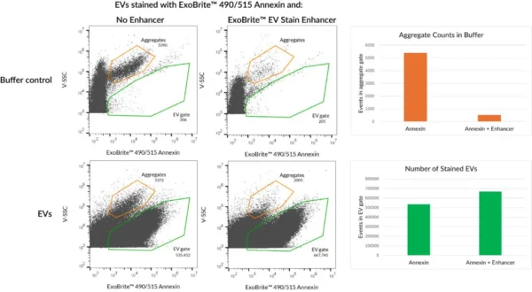 Jurkat EVs were stained with ExoBrite™ 490/515 Annexin Stain with or without ExoBrite™ EV Stain Enhancer. The Enhancer reduces dye aggregates and increases the number of detected stained EVs, for improved signal-to-noise.