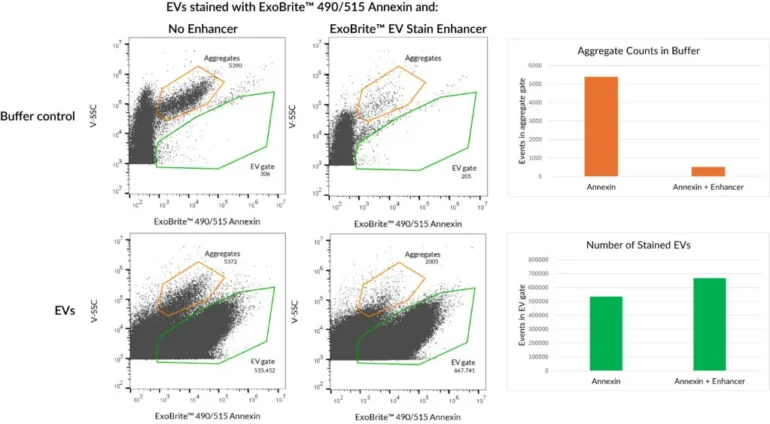 Jurkat EVs were stained with ExoBrite™ 490/515 Annexin Stain with or without ExoBrite™ EV Stain Enhancer. The Enhancer reduces dye aggregates and increases the number of detected stained EVs, for improved signal-to-noise.