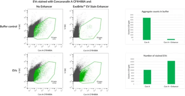 HepG2 EVs were stained with Concanavalin A (Con A) CF®488A conjugate with or without ExoBrite™ EV Stain Enhancer. The Enhancer reduces dye aggregates and and increases the number of detected stained EVs, for improved signal-to-noise.