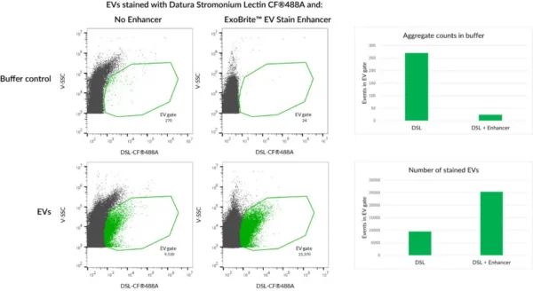 HeLa EVs were stained with Datura Stromonium Lectin (DSL) CF®488A conjugate with or without ExoBrite™ EV Stain Enhancer. The Enhancer reduces dye aggregates and increases the number of detected stained EVs, for improved signal-to-noise.
