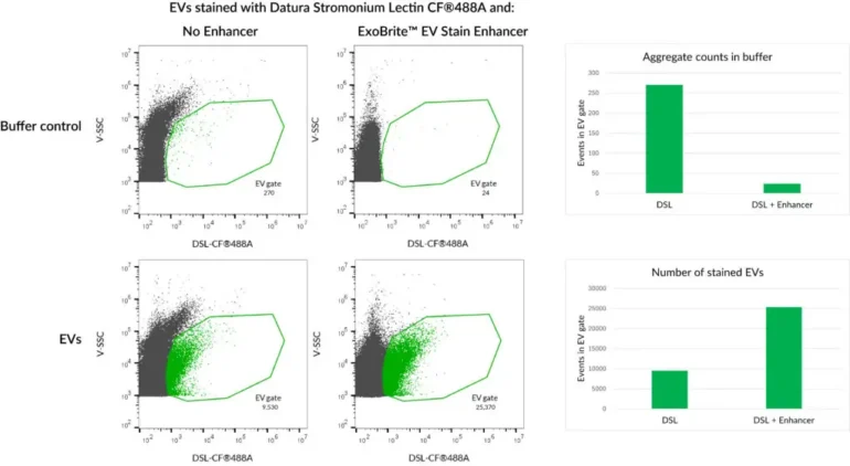 HeLa EVs were stained with Datura Stromonium Lectin (DSL) CF®488A conjugate with or without ExoBrite™ EV Stain Enhancer. The Enhancer reduces dye aggregates and increases the number of detected stained EVs, for improved signal-to-noise.