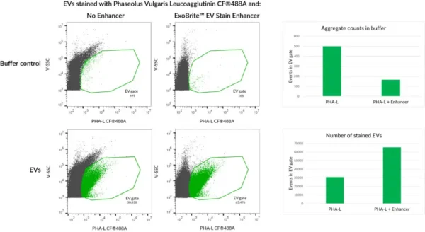 HeLa EVs were stained with Phaseolus Vulgaris Leucoagglutinin (PHA-L) CF®488A conjugate with or without ExoBrite™ EV Stain Enhancer. The Enhancer reduces dye aggregates and increases the number of detected stained EVs, for improved signal-to-noise.