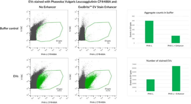 HeLa EVs were stained with Phaseolus Vulgaris Leucoagglutinin (PHA-L) CF®488A conjugate with or without ExoBrite™ EV Stain Enhancer. The Enhancer reduces dye aggregates and increases the number of detected stained EVs, for improved signal-to-noise.