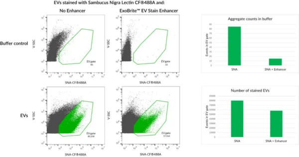 HepG2 EVs were stained with Sambucus Nigra Lectin (SNA) CF®488A conjugate with or without ExoBrite™ EV Stain Enhancer. The Enhancer reduces dye aggregates and allowed better separation of stained EVs, for improved signal-to-noise.