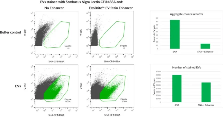 HepG2 EVs were stained with Sambucus Nigra Lectin (SNA) CF®488A conjugate with or without ExoBrite™ EV Stain Enhancer. The Enhancer reduces dye aggregates and allowed better separation of stained EVs, for improved signal-to-noise.
