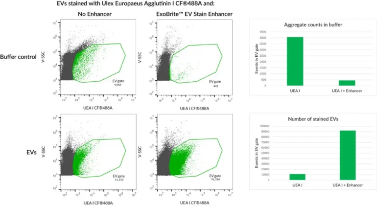 HeLa EVs were stained with Ulex Europaeus Agglutinin I (UAE I) CF®488A conjugate with or without ExoBrite™ EV Stain Enhancer. The Enhancer reduces dye aggregates and increases the number of detected stained EVs, for improved signal-to-noise.