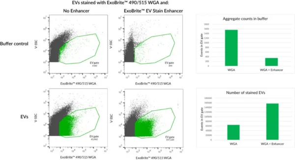 ExoBrite™ WGA EV Staining Kits - Image 9