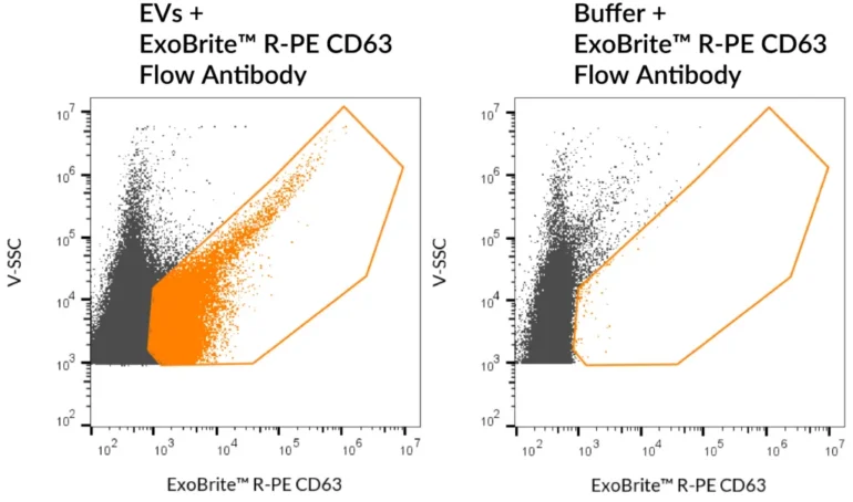 SEC-purified MCF-7-derived EVs were stained with ExoBrite™ R-PE CD63 Flow Antibody (left). Specific staining was seen, compared with the same antibody in buffer (right). Exosomes were detected on a CytoFLEX LX flow cytometer in the Y585 (PE) channel.