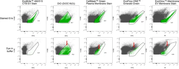 ExoBrite™ CTB EV Stains deliver exceptional signal-to-noise and more complete coverage of purified and bead-bound EVs compared to other stains. In contrast, lipophilic dyes like DiO and CellMask™ show significant aggregation, while stains such as ExoFlow-ONE™ and ExoGlow™ provide less EV coverage.