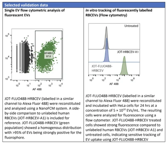 Flow cytometry dot plot showing >95% of JOT-FLUO488-HRBCEVs strongly positive for AF488 fluorescence compared to unlabeled RBC-EVs. Histogram overlay demonstrates uptake of fluorescently labelled EVs by HeLa cells, showing clear fluorescence shift compared to unlabeled and untreated controls.