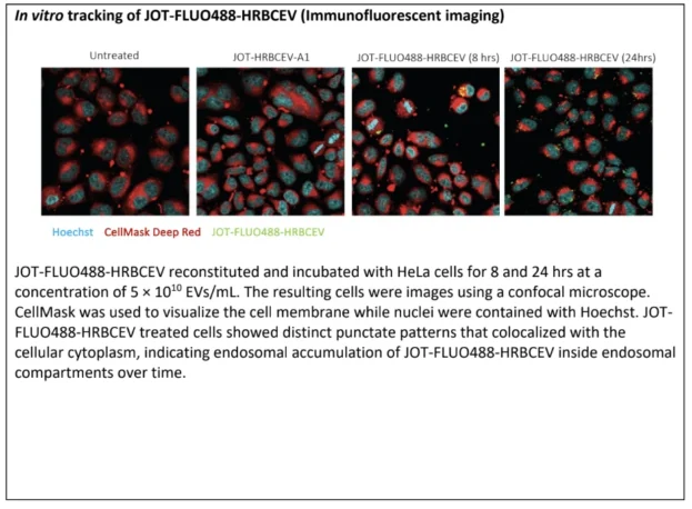 Confocal microscopy images of HeLa cells treated with JOT-FLUO488-HRBCEVs. Green fluorescent puncta indicate EV uptake and colocalisation within endosomal compartments at 8 and 24 hours. Cell membranes are stained with CellMask Deep Red and nuclei with Hoechst, showing distinct endosomal accumulation patterns over time.
