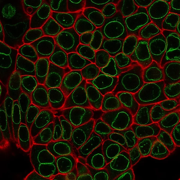 PFA-fixed MCF7 cells were permeabilized for 10 minutes at RT with 0.1% Triton® X-100 in PBS and stained with 1X CytoLiner™ 570/590 dye in 1X CytoLiner™ Staining Buffer. Cells were then blocked with PBS/2% fish gelatin and stained with 5 ug/mL CF488A Recombinant Anti-Nuclear Membrane Antibody (clone 2406.NM) in the same buffer used for blocking. CytoLiner™ staining is shown in red, nuclear membrane antibody staining is shown in green.