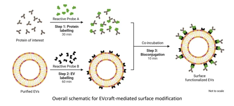 Diagram showing three-step EVcraft surface modification workflow—protein labelling, EV labelling, and bioconjugation—resulting in surface-functionalised EVs.