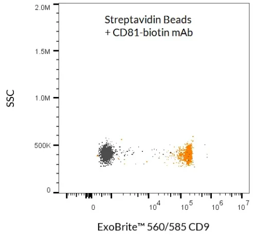ExoBrite™ Streptavidin Magnetic Beads were used to isolate and detect EVs from tissue culture cell supernatant. The beads were first incubated with a biotinylated CD81 antibody, and then with concentrated MCF-7 cell supernatant. The EVs bound to the beads were stained with ExoBrite™ 560/585 CD9 Flow Antibody and detected by flow cytometry in the PE channel (orange dots). Beads without antibody were also incubated with cell supernatant and stained, and no staining was seen (gray dots).