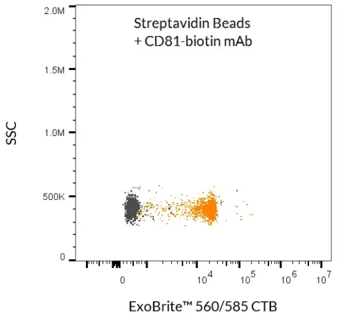 ExoBrite™ Streptavidin Magnetic Beads were used to isolate and detect EVs from tissue culture cell supernatant. The beads were first incubated with a biotinylated CD81 antibody, and then with concentrated MCF-7 cell supernatant. The EVs bound to the beads were stained with ExoBrite™ 560/585 CTB EV Stain and detected by flow cytometry in the PE channel (orange dots). Beads without antibody were also incubated with cell supernatant and stained, and no staining was seen (gray dots).