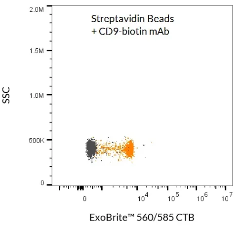 ExoBrite™ Streptavidin Magnetic Beads were used to isolate and detect EVs from tissue culture cell supernatant. The beads were first incubated with a biotinylated CD9 antibody, and then with concentrated MCF-7 cell supernatant. The EVs bound to the beads were stained with ExoBrite™ 560/585 CTB EV Stain and detected by flow cytometry in the PE channel (orange dots). Beads without antibody were also incubated with cell supernatant and stained, and no staining was seen (gray dots).
