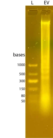 The ExoBrite™ EV Total RNA Isolation Kit was used to extract RNA from 6 x 10^10 EVs (derived from Jurkat cells, isolated by SEC) and a total yield of 100 ng RNA was obtained. 10 ng of the EV RNA was analyzed by gel electrophoresis using the EMBER™ Ultra RNA Gel Kit with a 1.5% gel. The gel was imaged using the Gel-Bright™ Laser Diode Gel Imager. L = Low Range ssRNA Ladder (NEB).
