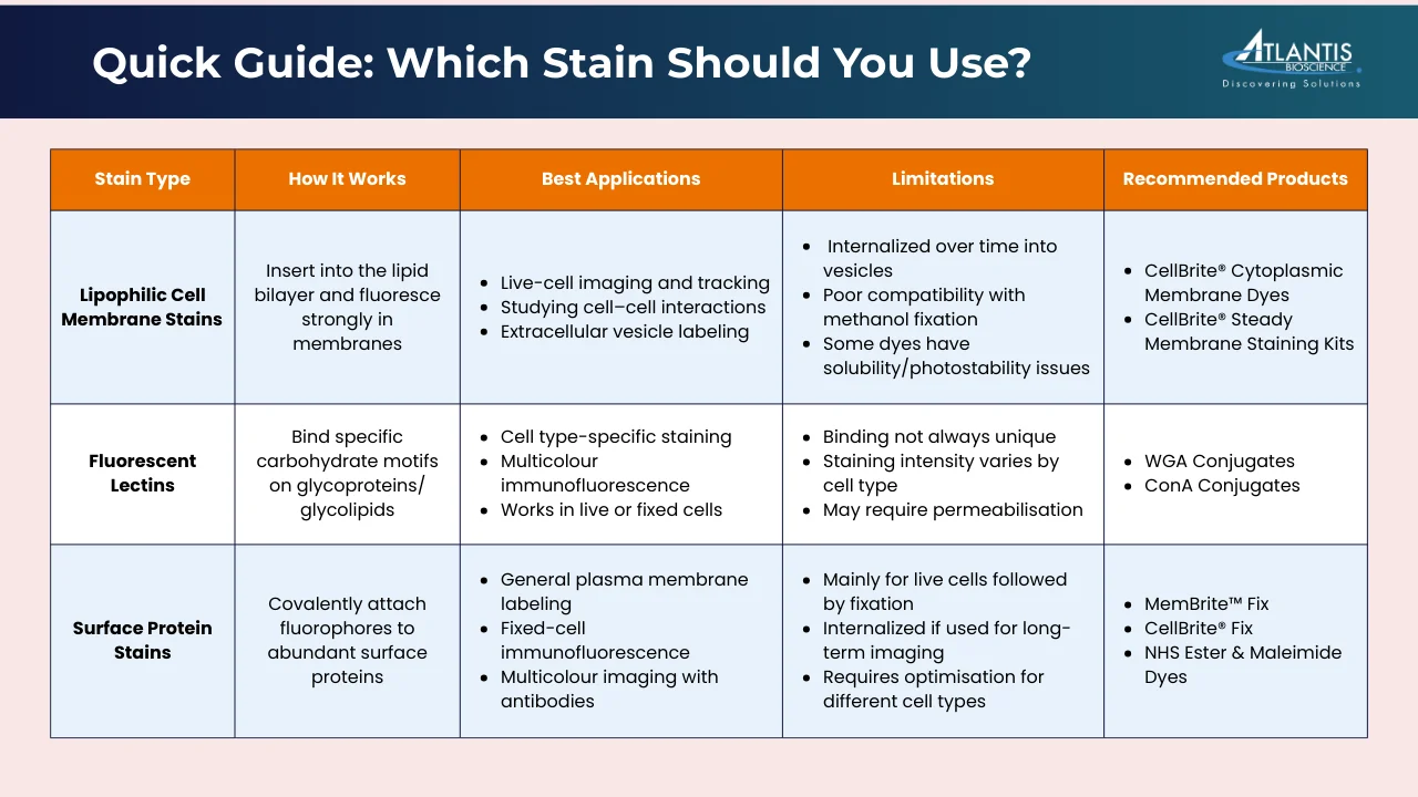 Comparison table of lipophilic cell membrane stains, fluorescent lectins, and surface protein stains with applications, limitations, and recommended products for cell surface staining and immunofluorescence.