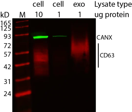 Western blot showing CD63 enrichment in exosomes using ExoBrite™ Western Antibodies in MCF-7 cell and exosome lysates. Exosomes were isolated from MCF-7 cell conditioned medium by size exclusion column. The indicated amounts of lysates from MCF-7 cells and MCF-7-derived exosomes were run on an acrylamide gel and transferred to PVDF. The membrane was blocked with TrueBlack® Western Blocking Buffer, stained with 1X ExoBrite™ 680/700 CD63 Western Antibody and 1X ExoBrite™ 770/800 Calnexin Western Antibody, and imaged on a LI-COR Odyssey® infrared imaging system in the 700 and 800 channels. The protein ladder is Peacock™ Prestained Protein Marker, 1.5 uL loaded.