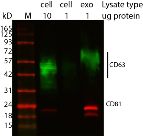 Western blot showing CD63 and CD81 enrichment in exosomes using ExoBrite™ Western Antibodies in MCF-7 cell and exosome lysates. Exosomes were isolated from MCF-7 cell conditioned medium by size exclusion column. The indicated amounts of lysates from MCF-7 cells and MCF-7-derived exosomes were run on an acrylamide gel and transferred to PVDF. The membrane was blocked with TrueBlack® Western Blocking Buffer, stained with 1X ExoBrite™ 680/700 CD81 Western Antibody and 1X ExoBrite™ 770/800 CD63 Western Antibody, and imaged on a LI-COR Odyssey® infrared imaging system in the 700 and 800 channels. The protein ladder is Peacock™ Plus Prestained Protein Marker, 1.5 uL loaded.