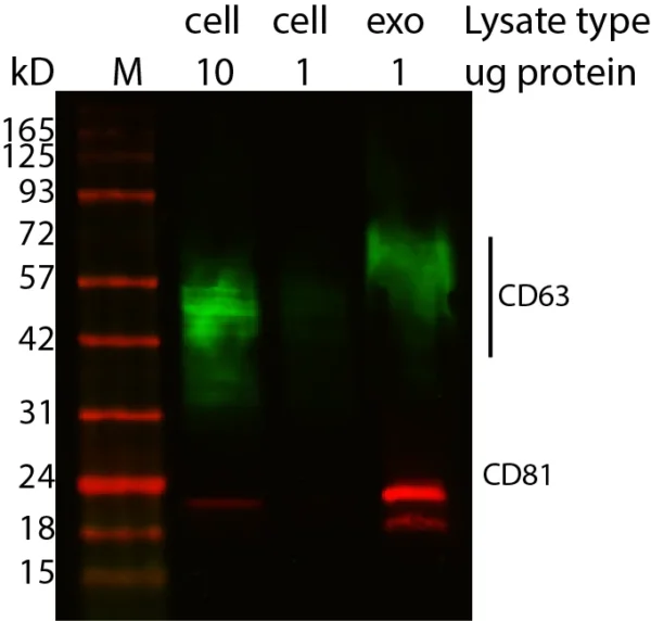 Western blot showing CD63 and CD81 enrichment in exosomes using ExoBrite™ Western Antibodies in MCF-7 cell and exosome lysates. Exosomes were isolated from MCF-7 cell conditioned medium by size exclusion column. The indicated amounts of lysates from MCF-7 cells and MCF-7-derived exosomes were run on an acrylamide gel and transferred to PVDF. The membrane was blocked with TrueBlack® Western Blocking Buffer, stained with 1X ExoBrite™ 680/700 CD81 Western Antibody and 1X ExoBrite™ 770/800 CD63 Western Antibody, and imaged on a LI-COR Odyssey® infrared imaging system in the 700 and 800 channels. The protein ladder is Peacock™ Plus Prestained Protein Marker, 1.5 uL loaded.