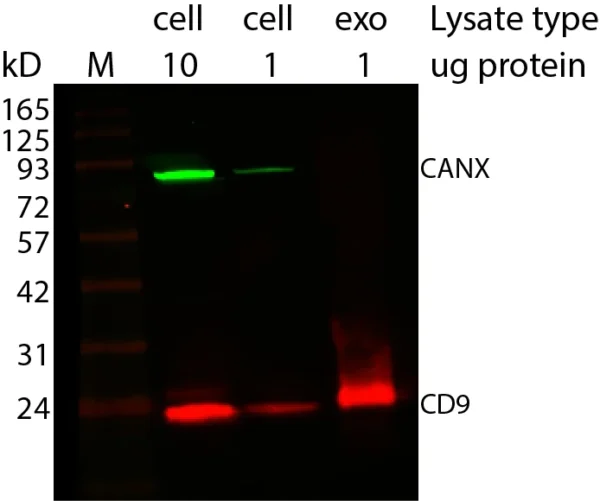 Western blot showing CD9 enrichment in exosomes using ExoBrite™ Western Antibodies in MCF-7 cell and exosome lysates. Exosomes were isolated from MCF-7 cell conditioned medium by size exclusion column. The indicated amounts of lysates from MCF-7 cells and MCF-7-derived exosomes were run on an acrylamide gel and transferred to PVDF. The membrane was blocked with TrueBlack® Western Blocking Buffer, stained with 1X ExoBrite™ 680/700 CD9 Western Antibody and 1X ExoBrite™ 770/800 Calnexin Western Antibody, and imaged on a LI-COR Odyssey® infrared imaging system in the 700 and 800 channels. The protein ladder is Peacock™ Prestained Protein Marker, 3 uL loaded.