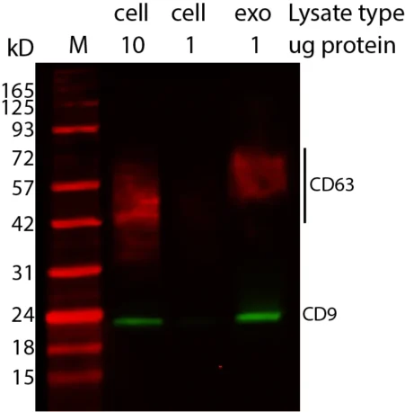 Western blot showing CD9 and CD63 enrichment in exosomes using ExoBrite™ Western Antibodies in MCF-7 cell and exosome lysates. Exosomes were isolated from MCF-7 cell conditioned medium by size exclusion column. The indicated amounts of lysates from MCF-7 cells and MCF-7-derived exosomes were run on an acrylamide gel and transferred to PVDF. The membrane was blocked with TrueBlack® Western Blocking Buffer, stained with 1X ExoBrite™ 680/700 CD63 Western Antibody and 1X ExoBrite™ 770/800 CD9 Western Antibody, and imaged on a LI-COR Odyssey® infrared imaging system in the 700 and 800 channels. The protein ladder is Peacock™ Plus Prestained Protein Marker, 3 uL loaded.
