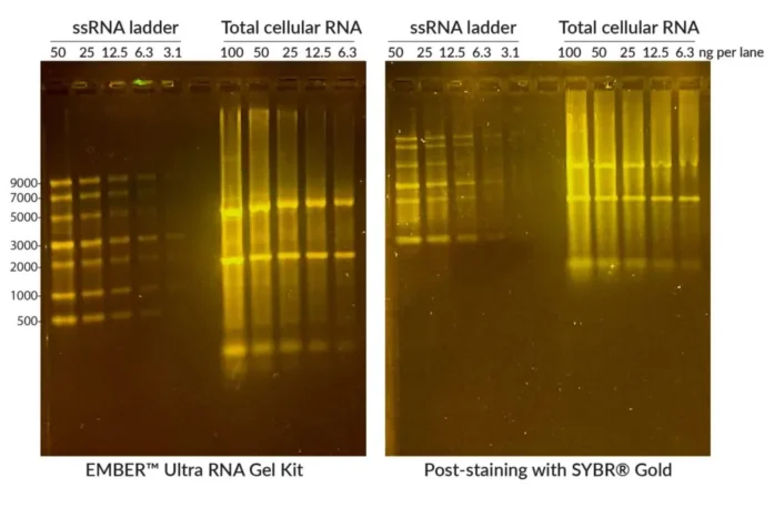 Comparison of EMBER™ Ultra RNA Gel (left) with 1% agarose gel post-stained with SYBR® Gold. NEB ssRNA Ladder or total Jurkat cell RNA were denatured at 70°C for 10 minutes in EMBER™ Ultra RNA Loading Dye (for EMBER™ gel) or NEB RNA Loading Dye (for SYBR® Gel) and run on 1% agarose/1X TBE gels. EMBER® Ultra Gel was imaged immediately after electrophoresis, while the other gel was post-stained in 1X SYBR® Gold/1X TBE for 30 minutes. Gels were imaged on Biotium's Gel-Bright™ Laser Diode Gel Illuminator. The EMBER Ultra® RNA Gel Kit offers comparable or superior sensitivity and resolution compared to SYBR® Gold, without a time-consuming post-staining step.