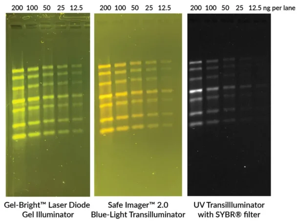 Five-fold dilutions of ssRNA Ladder from NEB (200 ng to 12.5 ng per lane) were separated on a 1% agarose/1X TBE gel using the EMBER™ Ultra RNA Gel Kit. The gel was imaged on Biotium's Gel-Bright™ Laser Diode Gel Illuminator, the Safe Imager™ 2.0 Blue-Light Transilluminator (Thermo Fisher), or a UV transilluminator with SYBR® Filter. They EMBER™ Ultra gel system is optimized for Gel-Bright™ Laser Diode and blue light illuminators, but also can be used with UV illuminators with lower sensitivity.