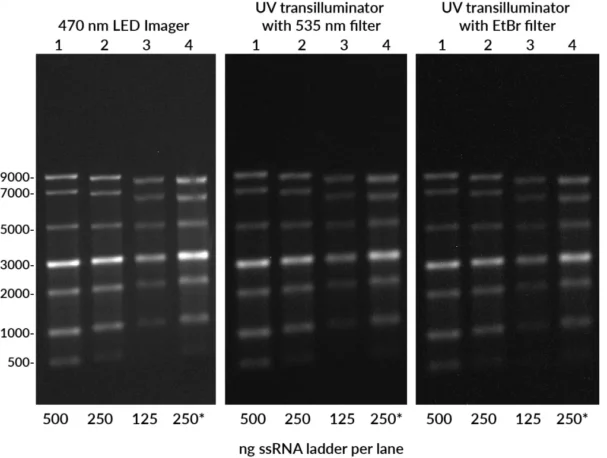 Two-fold dilution series of ssRNA ladder (NEB) was mixed with EMBER500™ RNA Prestain Loading Dye, heated for 10 minutes at 70°C, then run on a non-denaturing 1% agarose/1X TBE gel. From left to right, loading amounts were 500, 250, 125, or 250 ng per lane. Samples in lanes 1-3 were mixed with loading dye at a ratio 1 volume of sample and 1 volume of dye, while the sample in lane 4 was mixed at a ratio of 1 volume of sample and 9 volumes of dye. The gel was imaged using a Thermo Fisher Safe Imager™ 2.0 Blue-Light Transilluminator in a UVP GelDoc-iT® darkroom with GelCam 310 2.0 camera (left, 0.5 second exposure time), or with a UV transilluminator and 535 nm filter for green dyes (center, 1 second exposure time) or EtBr filter (right, 2 second exposure time).