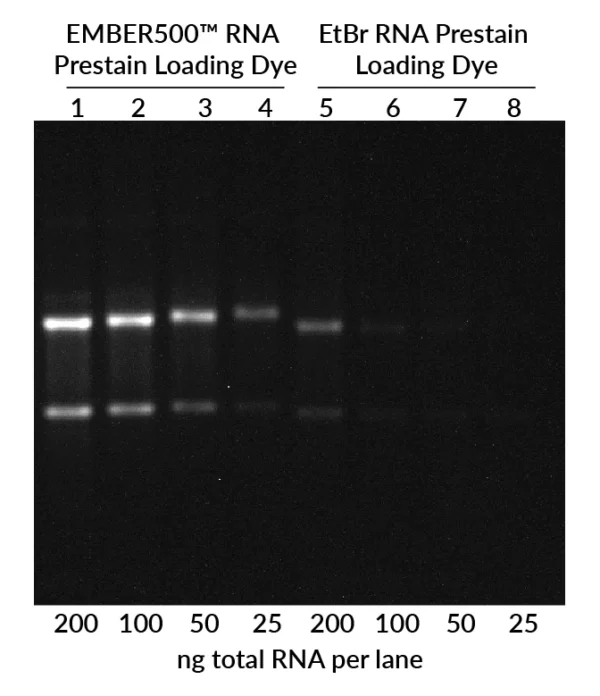 Human total cellular RNA in water was mixed with EMBER500™ RNA Prestain Loading Dye or loading dye with 250 ug ethidium bromide (EtBr). Samples were heated for 10 minutes at 70°C, then run on a non-denaturing 1% agarose/1X TBE gel. From left to right, loading amounts were 200, 100, 50, or 25 ng/lane for total RNA. Lanes 1-4 used EMBER500™ RNA Prestain Loading Dye, lanes 5-8 used RNA loading dye with EtBr. The gel was imaged using a UVP GelDoc-iT® imaging system with a UV transilluminator with EtBr filter with 1.5 second exposure time.
