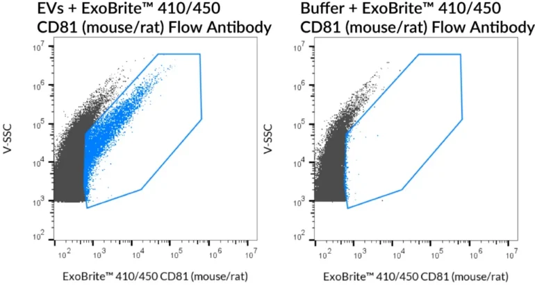 SEC-purified mouse NIH 3T3-derived EVs were stained with ExoBrite™ 410/450 CD81 (mouse/rat) Flow Antibody (left). Specific staining was seen, compared with the same antibody in buffer (right). Exosomes were detected on a CytoFLEX LX flow cytometer in the V450 (Pacific Blue) channel.
