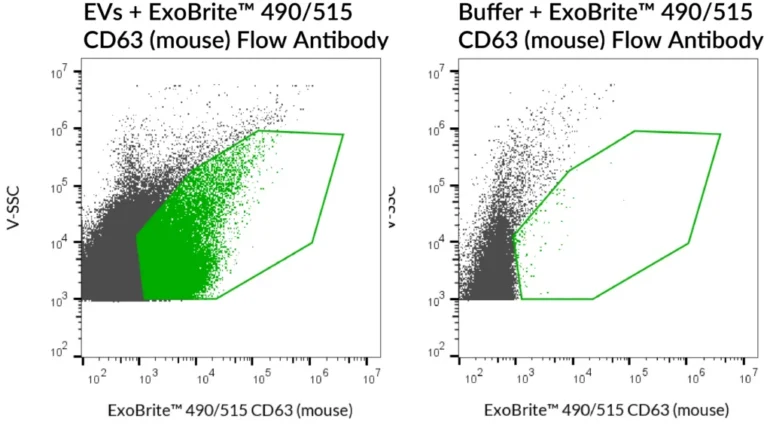 SEC-purified mouse NIH 3T3-derived EVs were stained with ExoBrite™ 490/515 CD63 (mouse) Flow Antibody (left). Specific staining was seen, compared with the same antibody in buffer (right). Exosomes were detected on a CytoFLEX LX flow cytometer in the B525 (FITC) channel.