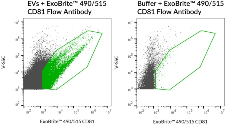 SEC-purified MCF-7-derived EVs were stained with ExoBrite™ 490/515 CD81 Flow Antibody (left). Specific staining was seen, compared with the same antibody in buffer (right). Exosomes were detected on a CytoFLEX LX flow cytometer in the B525 (FITC) channel.