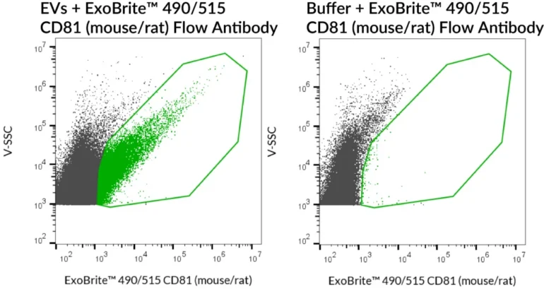 SEC-purified mouse RAW 264.7-derived EVs were stained with ExoBrite™ 490/515 CD81 (mouse/rat) Flow Antibody (left). Specific staining was seen, compared with the same antibody in buffer (right). Exosomes were detected on a CytoFLEX LX flow cytometer in the B525 (FITC) channel.