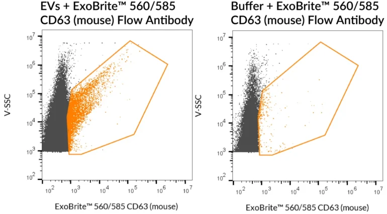 SEC-purified mouse RAW 264.7-derived EVs were stained with ExoBrite™ 560/585 CD63 (mouse) Flow Antibody (left). Specific staining was seen, compared with the same antibody in buffer (right). Exosomes were detected on a CytoFLEX LX flow cytometer in the Y585 (PE) channel.