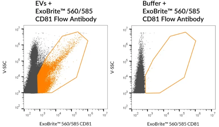 SEC-purified Jurkat-derived EVs were stained with ExoBrite™ 560/585 CD81 Flow Antibody (left). Specific staining was seen, compared with the same antibody in buffer (right). Exosomes were detected on a CytoFLEX LX flow cytometer in the Y585 (PE) channel.