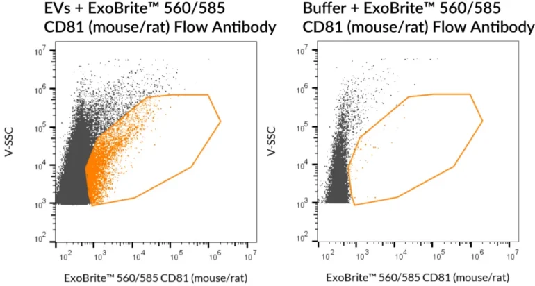 SEC-purified mouse NIH 3T3-derived EVs were stained with ExoBrite™ 560/585 CD81 (mouse/rat) Flow Antibody (left). Specific staining was seen, compared with the same antibody in buffer (right). Exosomes were detected on a CytoFLEX LX flow cytometer in the Y585 (PE) channel.
