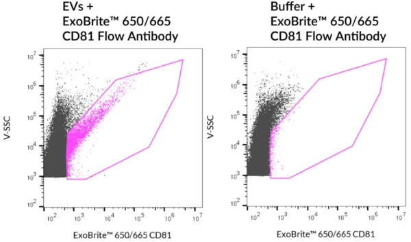 SEC-purified MCF-7-derived EVs were stained with ExoBrite™ 650/665 CD81 Flow Antibody (left). Specific staining was seen, compared with the same antibody in buffer (right). Exosomes were detected on a CytoFLEX LX flow cytometer in the R660 (APC) channel.