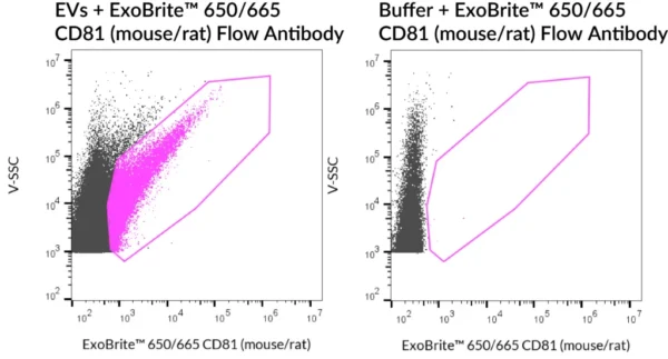 SEC-purified NIH 3T3-derived EVs were stained with ExoBrite™ 650/665 CD81 (mouse/rat) Flow Antibody (left). Specific staining was seen, compared with the same antibody in buffer (right). Exosomes were detected on a CytoFLEX LX flow cytometer in the R660 (APC) channel.