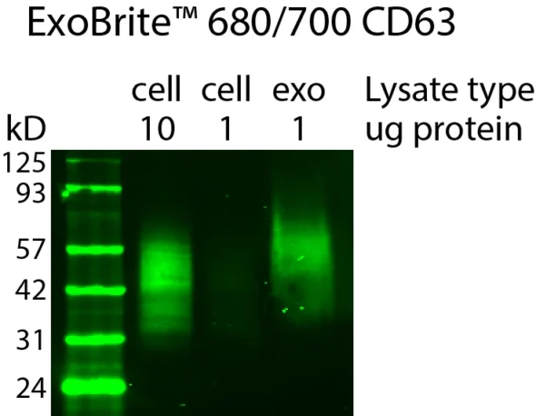 Western detection of human CD63 in cell and exosome lysate using ExoBrite™ 680/700 CD63 Western Antibody, showing enrichment of CD63 in the exosome prep. Exosomes were isolated from MCF-7 cell conditioned medium by size exclusion column. The indicated amounts of lysates from MCF-7 cells and MCF-7-derived exosomes were run on an acrylamide gel and transferred to PVDF. The membrane was blocked with TrueBlack® Western Blocking Buffer, stained with 1X ExoBrite™ 680/700 CD63 Western Antibody, and imaged on a LI-COR Odyssey® infrared imaging system in the 700 channel. The protein ladder is Peacock™ Prestained Protein Marker, 1.5 uL per lane.