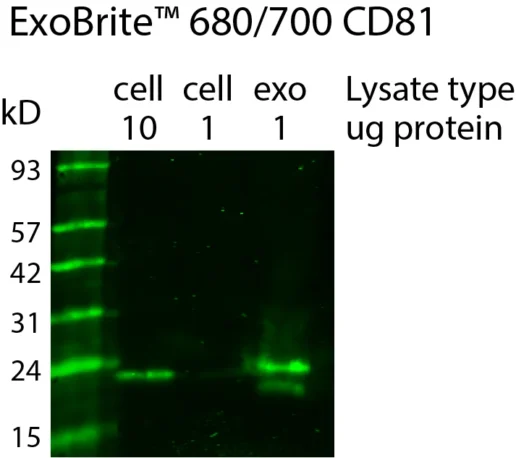 Western detection of human CD81 in cell and exosome lysate using ExoBrite™ 680/700 CD81 Western Antibody, showing enrichment of CD81 in the exosome prep. Exosomes were isolated from MCF-7 cell conditioned medium by size exclusion column. The indicated amounts of lysates from MCF-7 cells and MCF-7-derived exosomes were run on an acrylamide gel and transferred to PVDF. The membrane was blocked with TrueBlack® Western Blocking Buffer, stained with 1X ExoBrite™ 680/700 CD81 Western Antibody, and imaged on a LI-COR Odyssey® infrared imaging system in the 700 channel. The protein ladder is Peacock™ Prestained Protein Marker, 1.5 uL per lane.